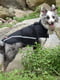 Водонепроникна куртка для собак BlackDoggy VC-JK12013 L, Чорний | 6612763 | фото 7