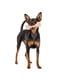 Жевательная косточка для собак с ароматом ветчины Ferplast GoodBite Natural Ham XL - 250 гр. - 20,5 x 6,6 x h 3,2 cm | 6612822 | фото 3