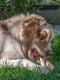 Жевательная косточка для собак с ароматом говядины Ferplast GoodBite Natural Beef L - 140 гр. - 17 x 5,5 x h 2,6 cm | 6612827 | фото 5