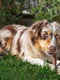 Жевательная косточка для собак с ароматом говядины Ferplast GoodBite Natural Beef L - 140 гр. - 17 x 5,5 x h 2,6 cm | 6612827 | фото 6