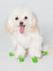 Гумові шкарпетки - взуття для собак PAWZ | 6612874 | фото 4