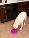 Миска лабіринт для собак Outward Hound Fun Feeder Slo Bowl Flower | 6613111 | фото 6