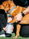 Лапомийка з кришкою для собак Dexas Mud Buster Lidded Блакитний, Середній - висота 15, діаметр 10 см, об'єм 170 мл. | 6613115 | фото 3