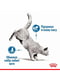 Royal Canin Light Weight Care Jelly корм в желе для снижения веса у котов 85 г х 12 шт | 6613161 | фото 5