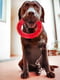 Жувальна іграшка для собак із кристалами бікарбонату Ferplast Smile Ø 16 x 3,2 cm - M, Червоний | 6613513 | фото 4