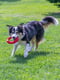 Жевательная игрушка для собак с кристаллами бикарбоната Ferplast Smile Ø 16 x 3,2 cm - M, Красный | 6613513 | фото 7