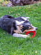 Жувальна іграшка для собак із кристалами бікарбонату Ferplast Smile Ø 20 x 3,9 cm - L, Чорний | 6613516 | фото 7
