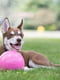 Jolly Pets BOUNCE-N-PLAY іграшка м'яч для собак Великий - 18 см, Рожевий | 6613930 | фото 2