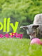Jolly Pets BOUNCE-N-PLAY игрушка мяч для собак Большой - 18 см, Синий | 6613931 | фото 3