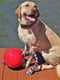 Jolly Pets ROMP-N-ROLL игрушка мяч с веревкой для собак Большой - D-22 см; H-45 см , Зеленый | 6613941 | фото 2