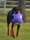 Jolly Pets Teaser Ball игрушка мяч двойной для собак Большой - 30 см, Фиолетовый | 6613950 | фото 4