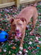 Jolly Pets Teaser Ball игрушка мяч двойной для собак Большой - 30 см, Красный | 6613951 | фото 5
