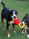 Jolly Pets JOLLY TUG мягкая игрушка - пищалка для собак для перетягивания | 6613961 | фото 2