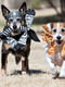 Jolly Pets FLATHEADS Хрустящая игрушка для собак Жираф с пищалкой | 6613963 | фото 2
