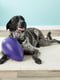 Jolly Pets JOLLY EGG игрушка для собак твердое яйцо Фиолетовый | 6613970 | фото 2