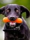 West Paw Hurley Dog Bone игрушка для собак косточка Зеленый | 6613985 | фото 3