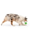 West Paw Rando іграшка для собак великий м'яч Фіолетовий | 6613998 | фото 3