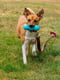 West Paw Rumpus игрушка для собак кость - палка | 6614004 | фото 4