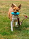 West Paw Rumpus игрушка для собак кость - палка Оранжевый | 6614005 | фото 3