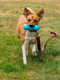 West Paw Rumpus игрушка для собак кость - палка Зеленый | 6614006 | фото 3