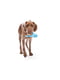 West Paw Tizzi Dog Toy игрушка для собак с отверстием для лакомств Большой - 18 см, Оранжевый | 6614017 | фото 5