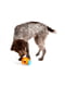 Іграшка головоломка для собак зі схованою для ласощів West Paw Toppl Treat Toy Large Великий - 10 см., Зелений | 6614023 | фото 6