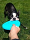 West Paw Zisc Flying Disc игрушка для собак фрисби Большой - 22 см., Светящийся белый | 6614039 | фото 3