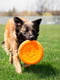 West Paw Zisc Flying Disc игрушка для собак фрисби Маленький - 17 см., Голубой | 6614040 | фото 6