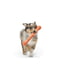 West Paw Zwig іграшка для собак палиця - гілка для апорту Зелений | 6614046 | фото 4