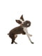 Плюшева іграшка пищалка для собак Роузбуд West Paw Rosebud | 6614050 | фото 4