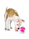 Інтерактивна іграшка м'яч лабіринт для ласощів для собак Planet Dog Mazee | 6614068 | фото 3