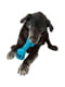 Іграшка для собак суперміцна кістка з отворами для ласощів Planet Dog Orbee Bone | 6614075 | фото 4