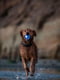 Суперпрочная игрушка светящийся мячик для собак Planet Dog Strobe Ball | 6614076 | фото 2