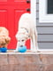 Суперміцна іграшка диспенсер м'яч для собак з отворами для корму Planet Dog Snoop | 6614079 | фото 4