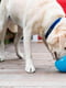 Суперміцна іграшка диспенсер м'яч для собак з отворами для корму Planet Dog Snoop | 6614079 | фото 5