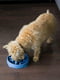 Миска лабіринт для повільного годування собак Outward Hound Fun Feeder Tetris | 6614106 | фото 4