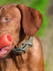 Іграшка для собак міцна гантель з карабіном Dexas Off-Leash | 6614155 | фото 7
