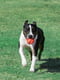 Игрушка для собак мяч с карабином и с тайником для лакомств Dexas Off-Leash | 6614157 | фото 6