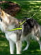 Шлей для собак з неопрену GimDog Alfresco Y 3.2*75 80-100см, Жовтий | 6614384 | фото 3