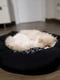 Диван - лежак для собак та котів Croci Nelson (Шаги) 60 см | 6614731 | фото 2