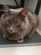 Круглый плюшевый лежак для котов и собак Milord Ponchik S - 50 см. до 5 кг., Серый | 6614923 | фото 6