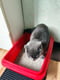 Круглий плюшевий лежак для котів та собак Milord Ponchik S - 50 см. до 5 кг., сірий | 6614923 | фото 7