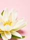 Парфумерний набір для тіла “Pomegranate &Lotus” | 6619693 | фото 18