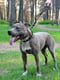 Короткий повідець для собак BronzeDog світловідбивний, із альпіністського шнура синій 51 см L/XL | 6654245 | фото 4