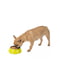 Металева миска для собак та кішок Ferplast Jolie Medium Green Bowl зелена 900 мл | 6655117 | фото 2