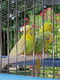 Клітина для птахів Ferplast Palladio 3 49 х 30 х 64 см | 6655488 | фото 3