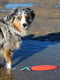 Игрушка для собак Nobby Спасательный щит красный с канатом 26 см | 6655601 | фото 2