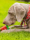 Іграшка для собак Nobby Кавун охолодний силіконовий 12 см | 6655606 | фото 7