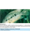 Кондиціонер для води Sera med Protazol проти одноклітинних шкірних паразитів 100 мл | 6655684 | фото 7