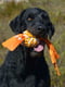 Іграшка для собак Rogz Cowboyz помаранчева М | 6656619 | фото 2